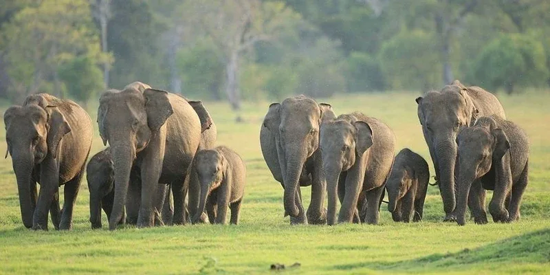 A herd of adult elephants and calves in the grasslands of Udawalawe National Park