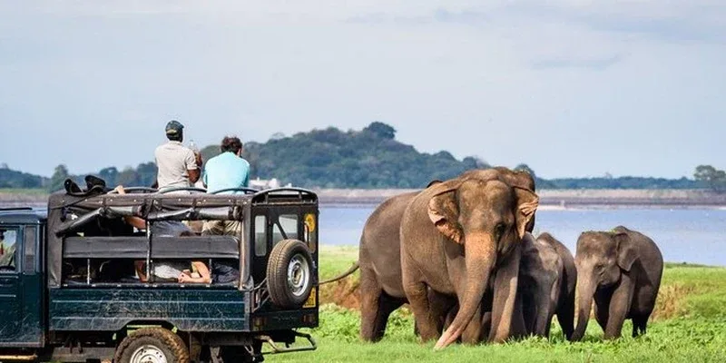 Elephants beside a safari jeep near the reservoir in Minneriya National Park