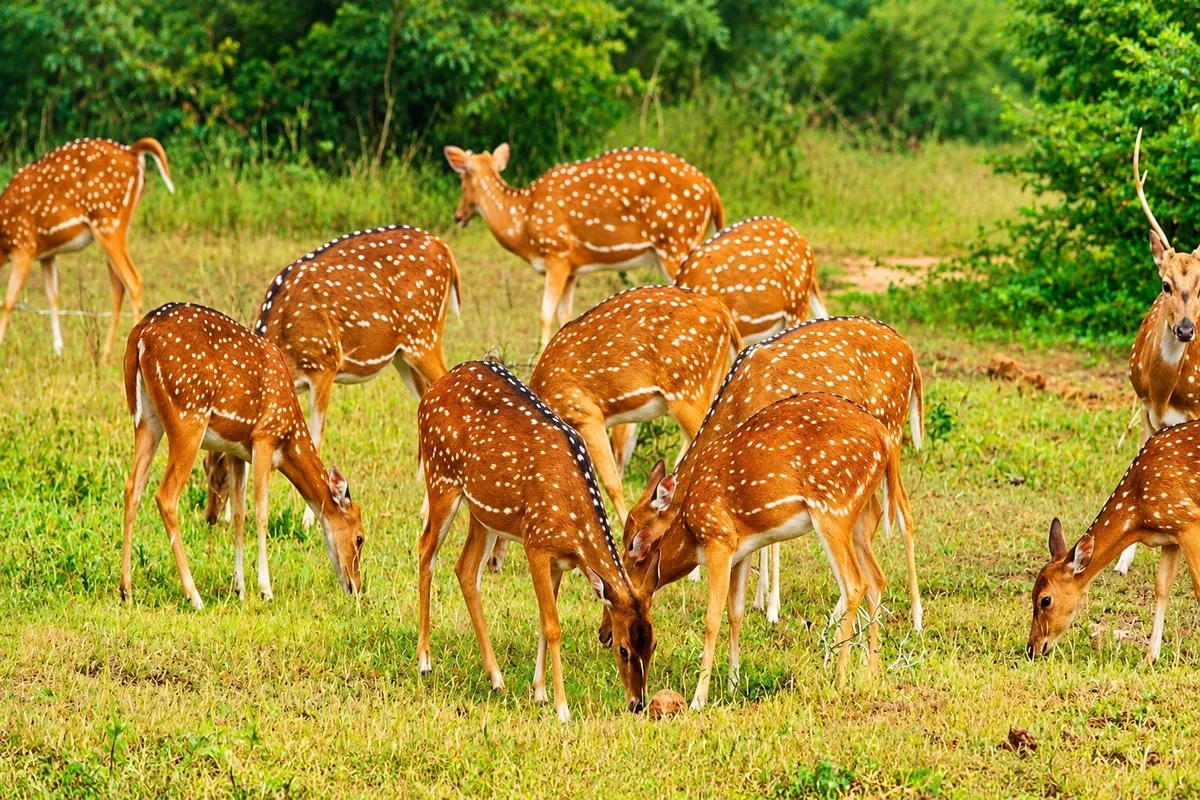 A herd of spotted deer grazing beside the forest