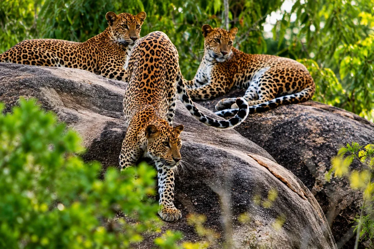 Three leopards resting and walking on rocks among green trees