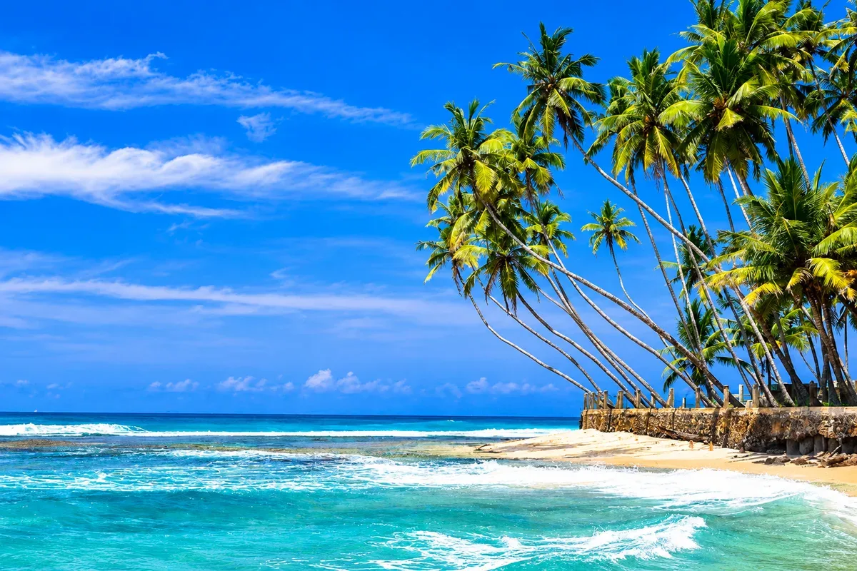 Tall palm trees leaning towards a sandy beach and turquoise sea