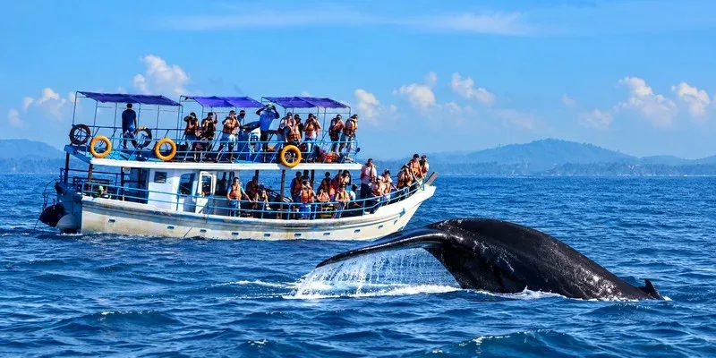 A whale diving beside a sightseeing boat on the ocean