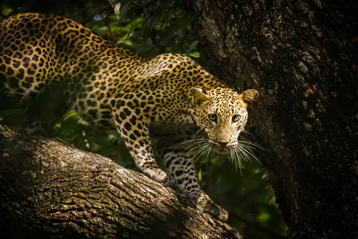 A leopard resting on a tree in Yala National Park