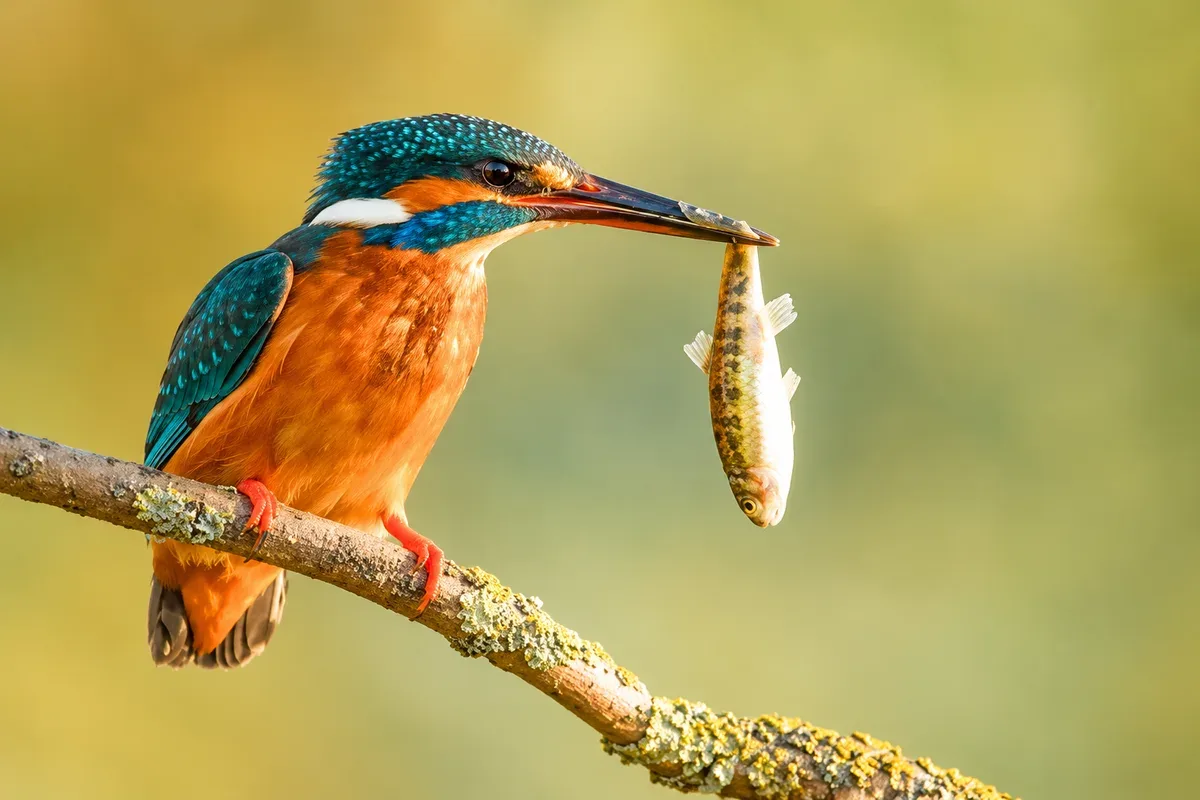 A kingfisher perched on a branch holding a fish in its beak
