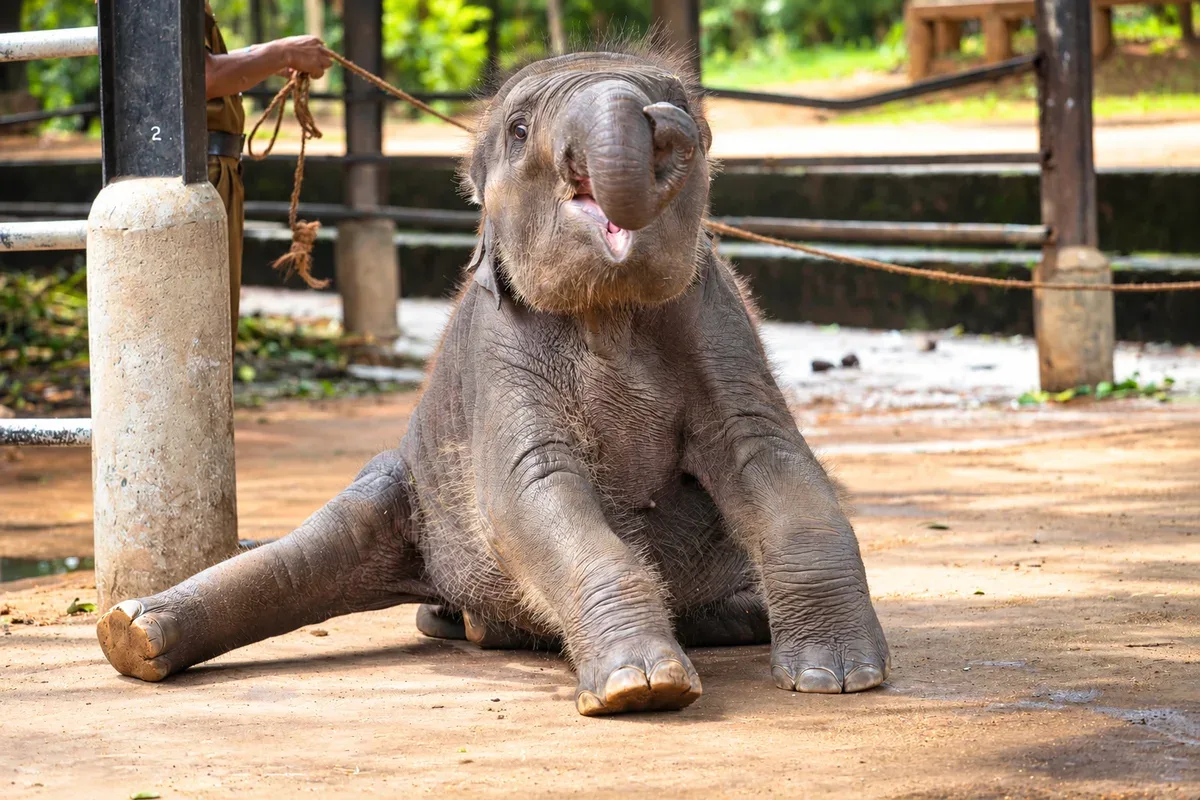 A young elephant sitting on the ground with its trunk raised