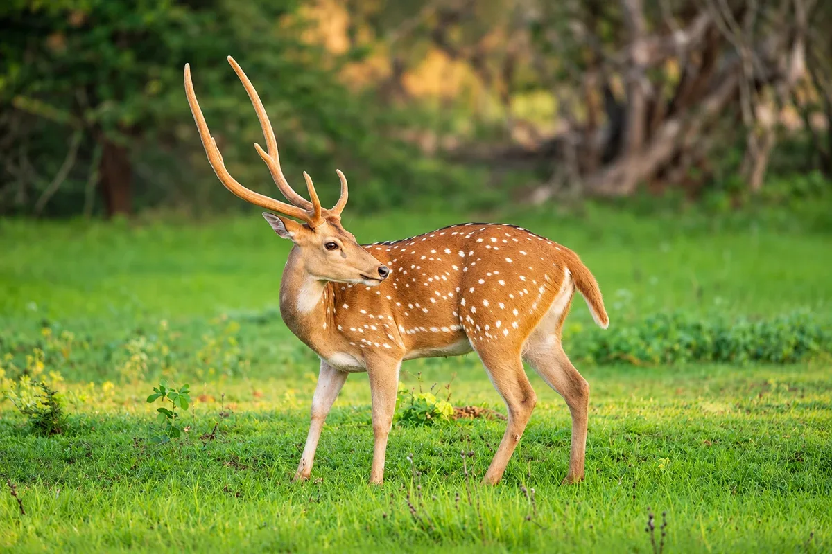 A spotted stag with antlers standing in a green meadow